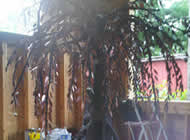 Sculptures